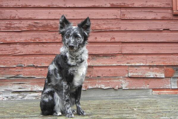 Akc recognized shop designer breeds